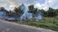 kebakaran hutan
